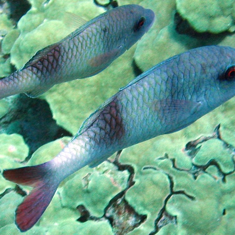 The Fascinating Goatfish: Exploring its Habitat, Feeding Habits, and More