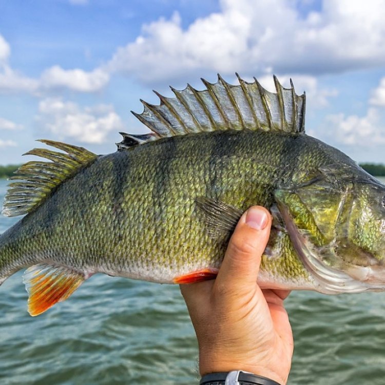 The Spotted Climbing Perch: A Fascinating Freshwater Fish