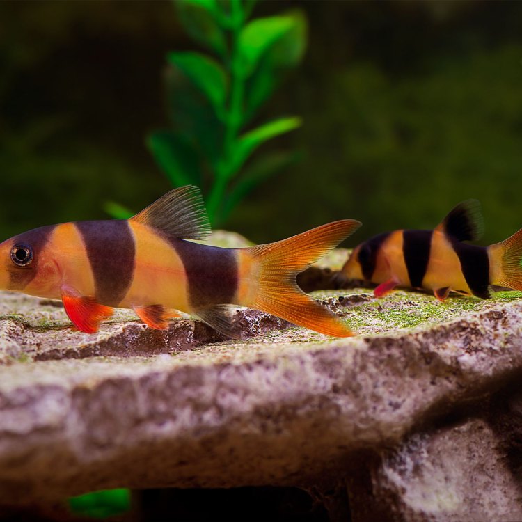 The Amazing Loach: A Fascinating Freshwater Fish from Asia