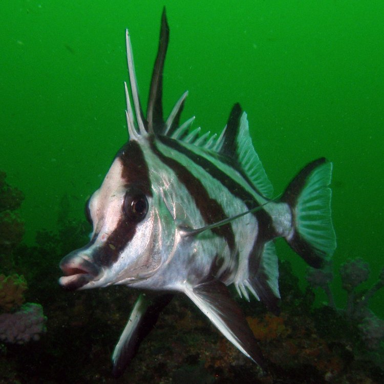 Royal and Majestic: The Fascinating World of Boarfish