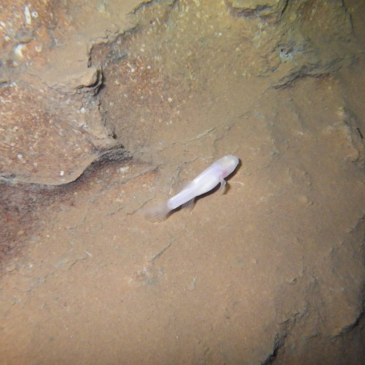 The Fascinating World of the Cavefish
