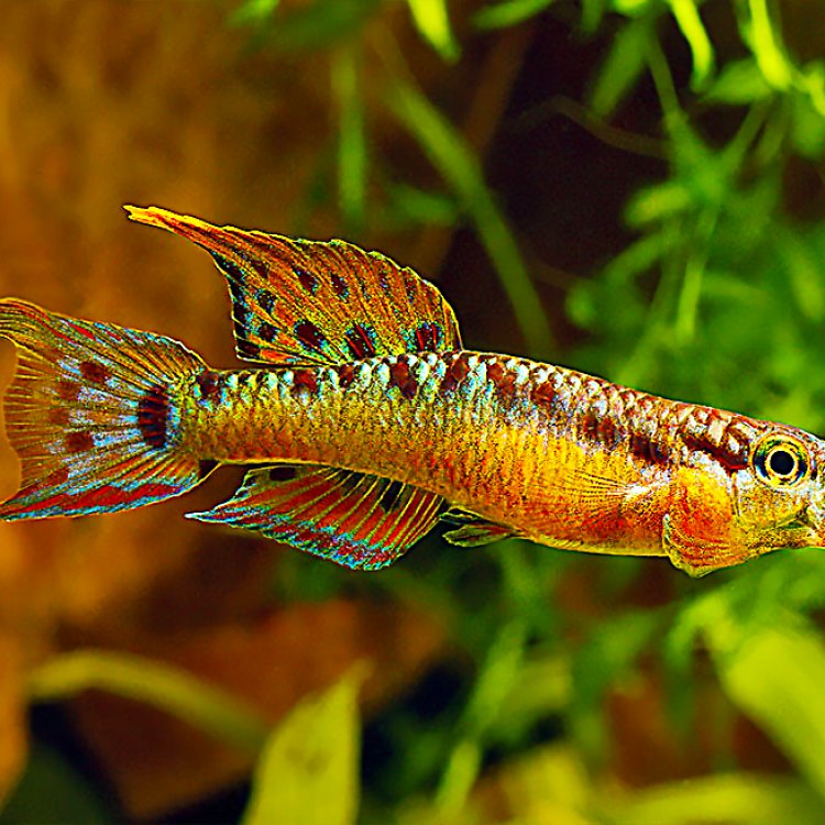 Killifish: The Jewel of Africa's Freshwaters