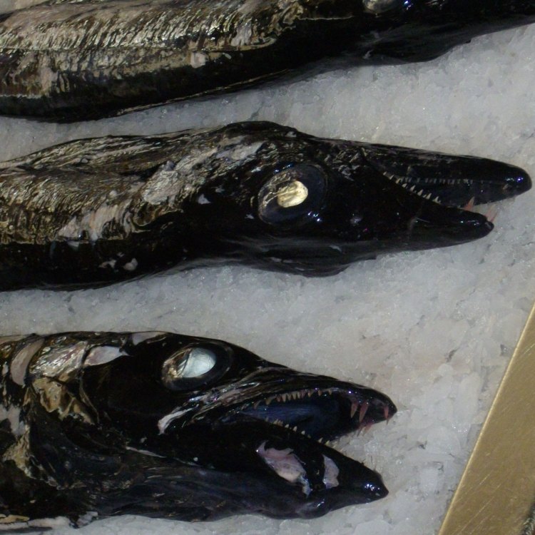 The Elusive Siren of the Deep: Exploring the Mysteries of the Black Scabbardfish