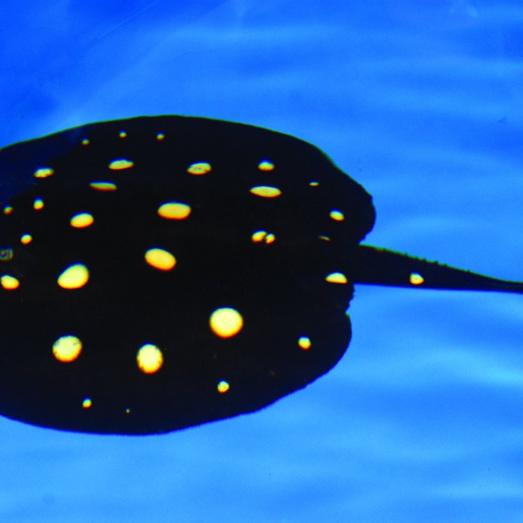 The Fascinating World of the River Stingray: Discovering the Enigmatic Potamotrygon motoro