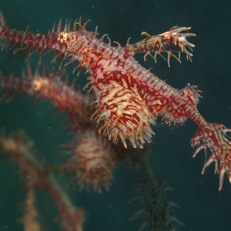 The Mysterious World of the Ghost Pipefish