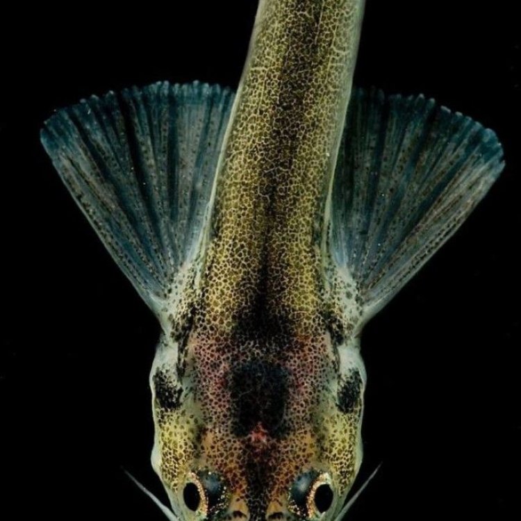 The Mysterious and Infamous Candiru: A Parasitic Bloodsucking Fish of the Amazon Basin