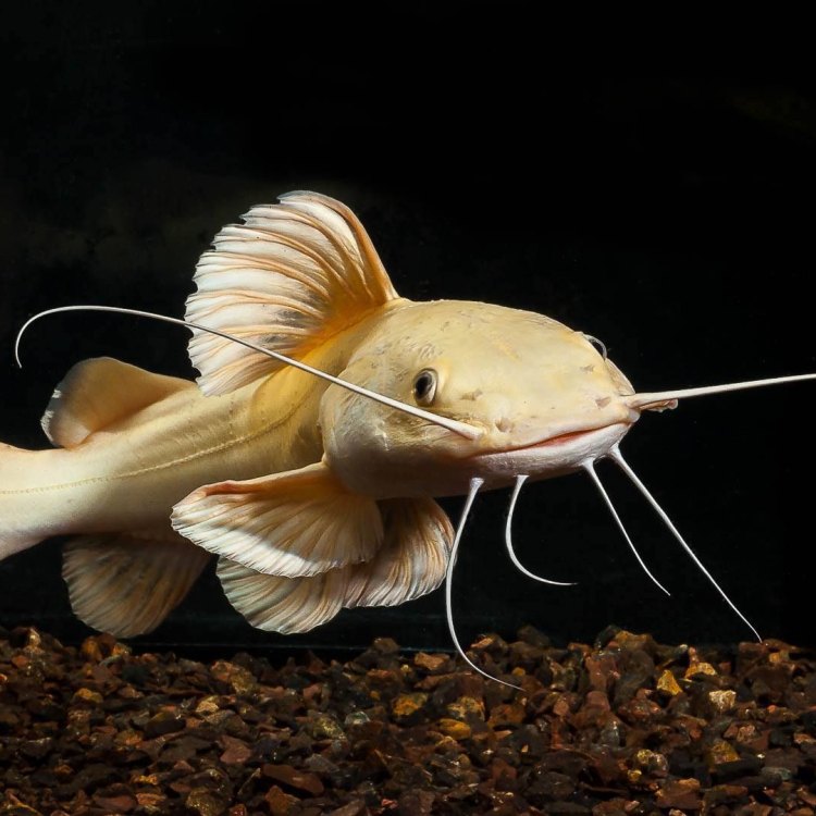 North American Freshwater Catfish: A Fascinating Species of the Aquatic World