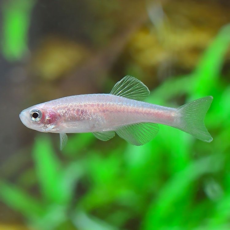 Rocket Danio: The Jewel of South Asian Freshwaters