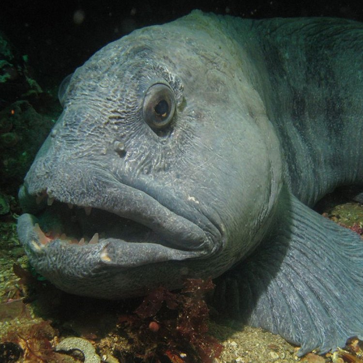 The Magnificent Wolffish: A Fascinating Deep-Sea Predator