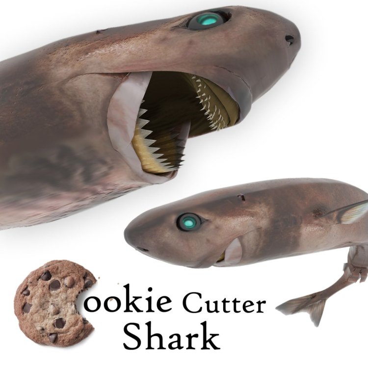The Cookiecutter Shark: A Fascinating but Little-Known Ocean Predator