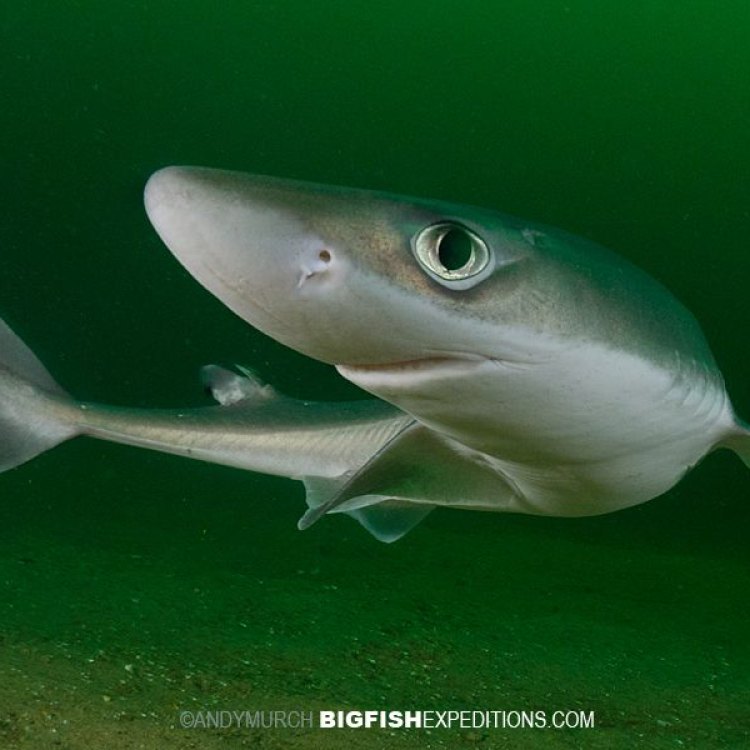 The Resilient Spiny Dogfish: A Lifelong Survivor of the Ocean