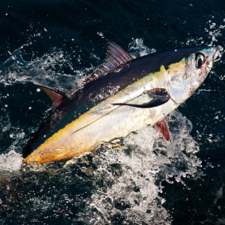 The Mighty Pacific Albacore: A Gem of the Ocean