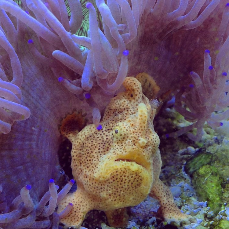 Frogfish: The Masterful Predator Lurking among the Reefs