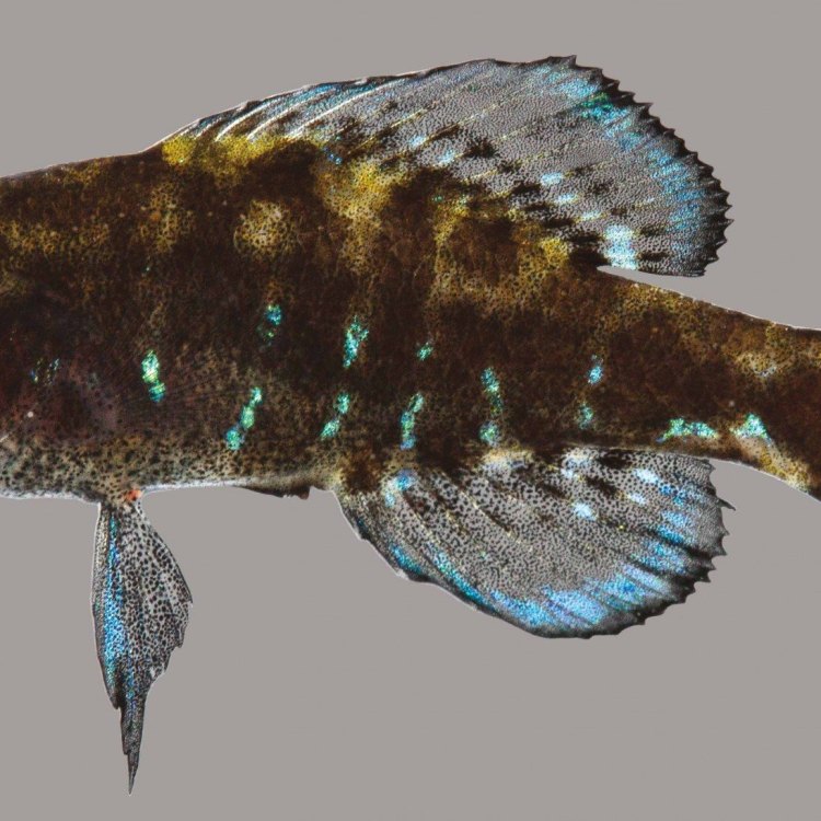 Discover the Hidden Gem of Eastern United States - The Pygmy Sunfish