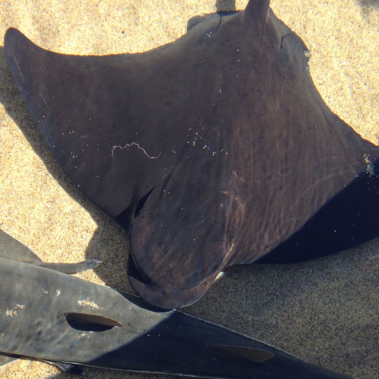 The Fascinating World of Bat Rays: Everything You Need to Know About this Unique Species