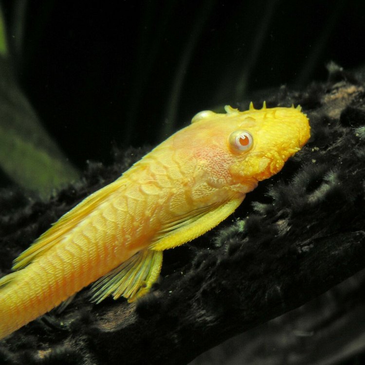 The Fascinating Bristlenose Catfish: The Ultimate Guide to This Adorable Bottom-Dweller