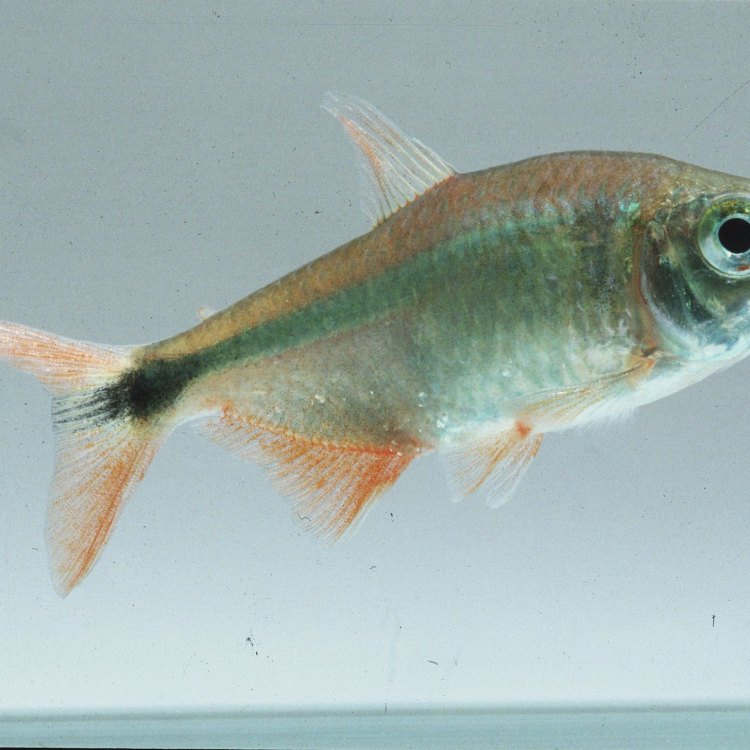 The Mysterious and Endearing Silvertip Tetra: A South American Beauty
