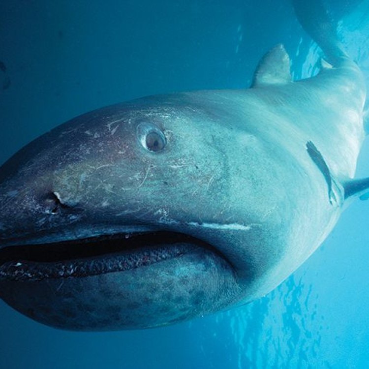 The Megamouth Shark: A Fascinating Deep-Sea Mystery
