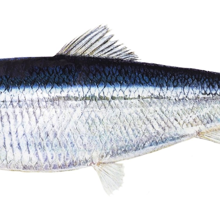The Mighty Pacific Herring: The Unsung Hero of the Northern Pacific Ocean