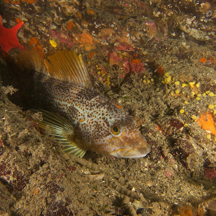 A Hidden Gem of the North Pacific: The Fascinating Greenling Fish