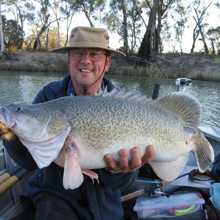 The Mighty Murray Cod: A Fascinating Fish Unique to the Land Down Under