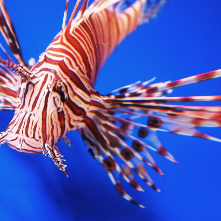 The Powerful and Intriguing Lionfish: An Unconventional Hunter of the Ocean