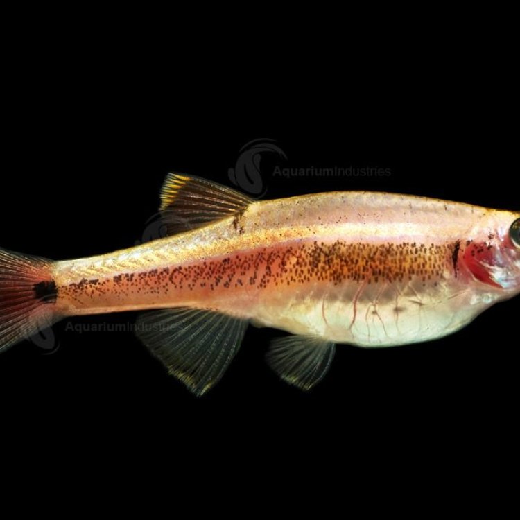Unleashing the Wonders of the European Minnow: A Small Fish with Big Personality