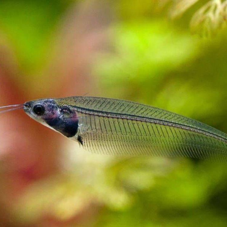 The Mystical and Transparent Glass Catfish