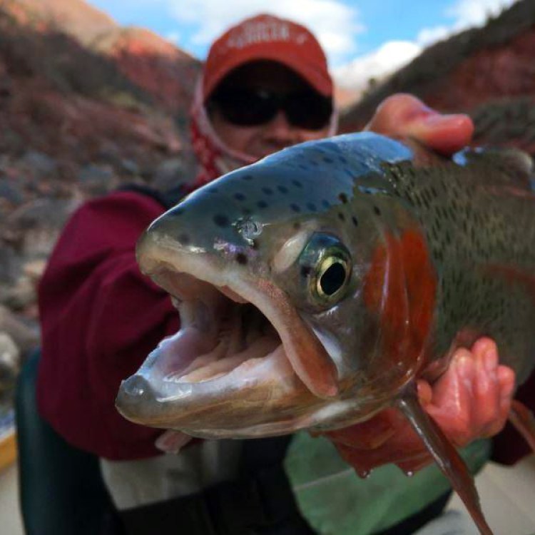 Colorado Squawfish: The Elusive and Mysterious Fish of the Colorado River