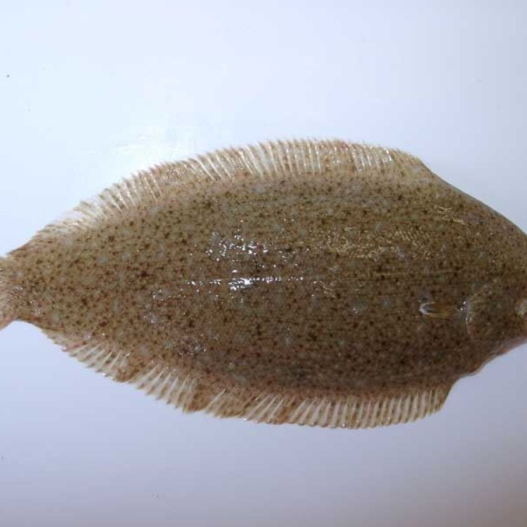 The Elusive and Fascinating Moses Sole: Unveiling the Secrets of the Ambush Predator From the Indian Ocean