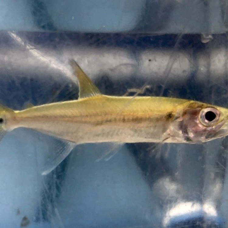The Elusive and Fierce: Yellowtail Barracuda