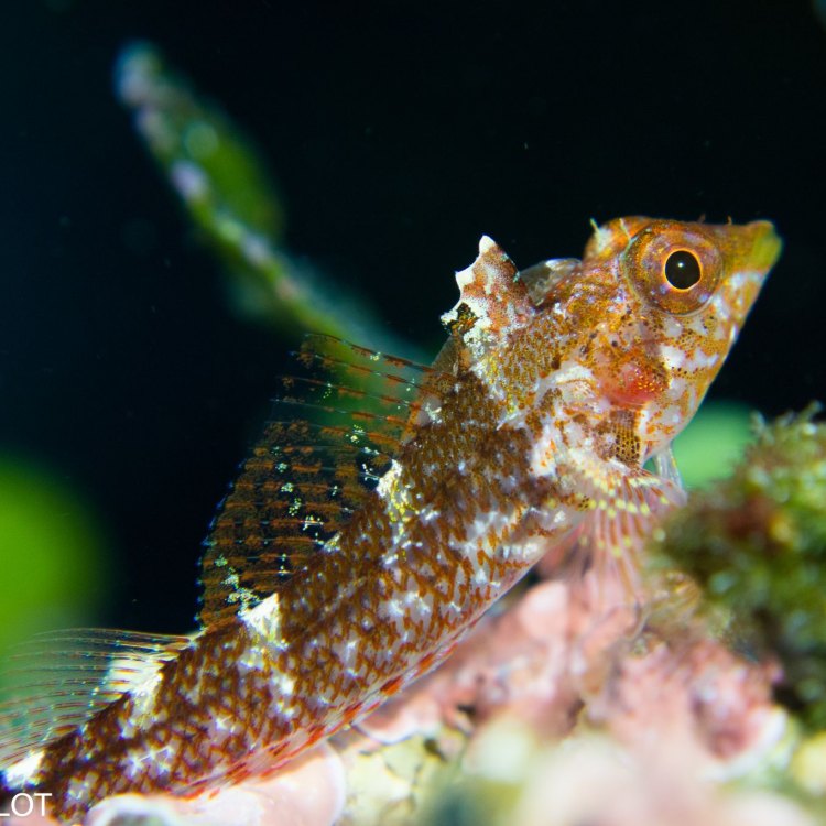 The Fascinating World of the Triplefin Blenny - A Master of Camouflage and Adaptation