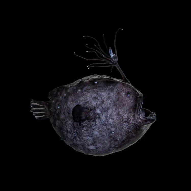 Uncovering the Mysteries of the Deep Sea: The Fascinating Footballfish