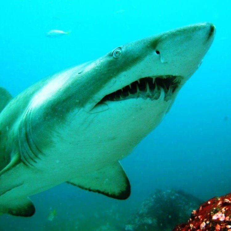 The Fascinating World of the Nurse Shark