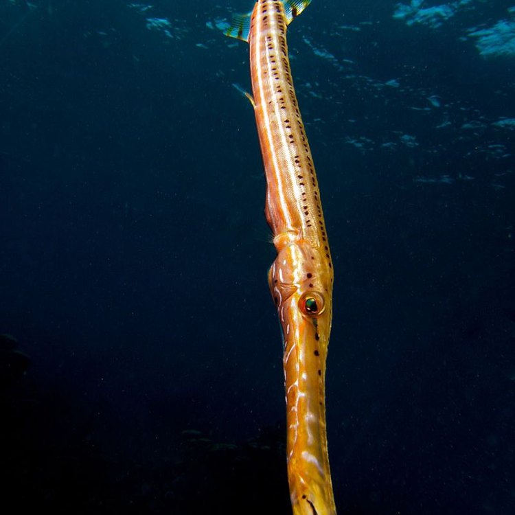 The Magnificent Trumpetfish: A Master of Disguise