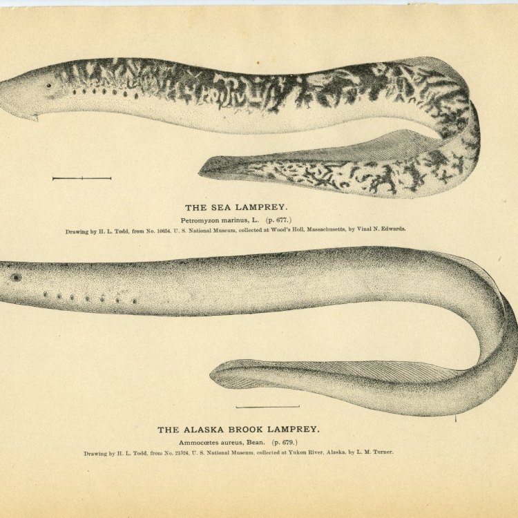 Discovering the Fascinating World of the Brook Lamprey