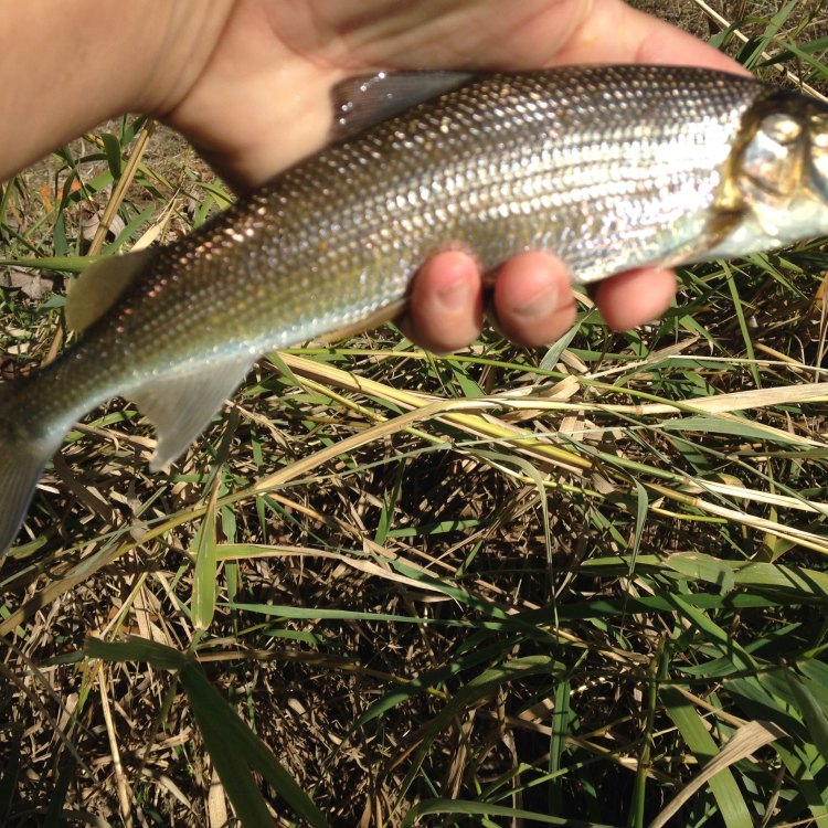 The Round Whitefish: A Fascinating Fish Native to North America