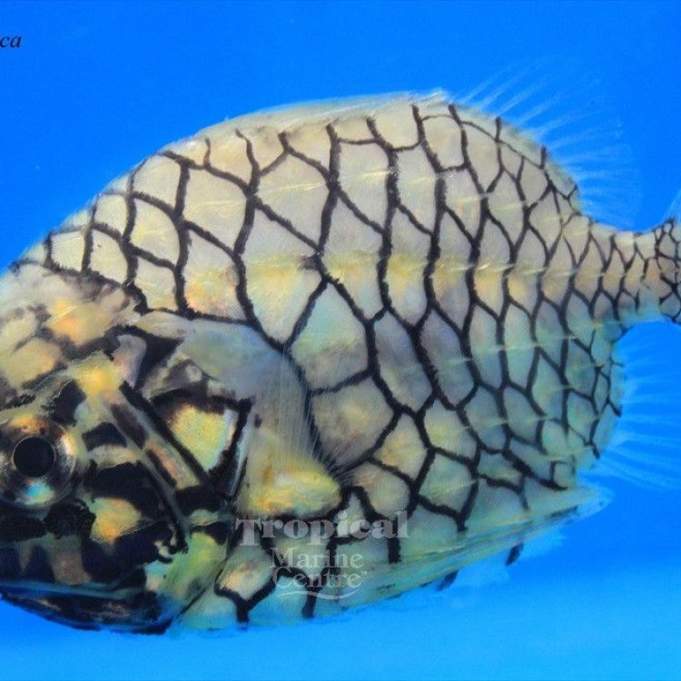 Pineconefish: The Unique and Mysterious Fish of the Indo-Pacific
