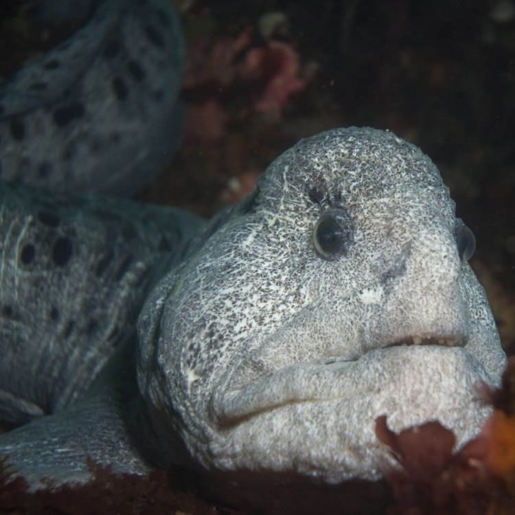 The Remarkable Wolf Eel: A Fascinating Creature of the Eastern Pacific Ocean