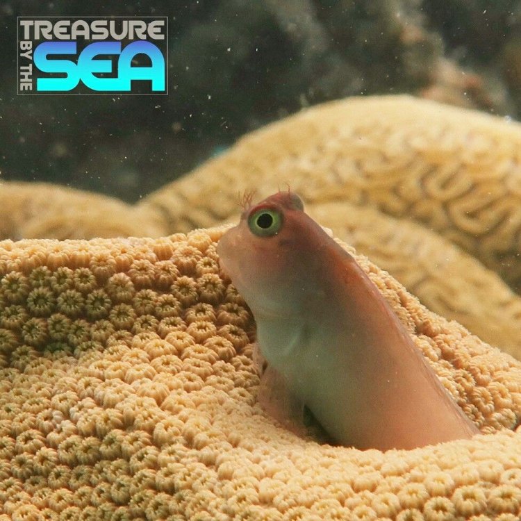 The Unique and Colorful Redlip Blenny: A Hidden Gem of the Western Atlantic Ocean