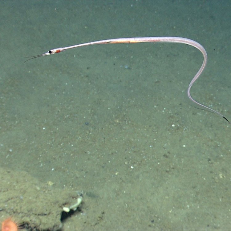 Nemichthys scolopaceus