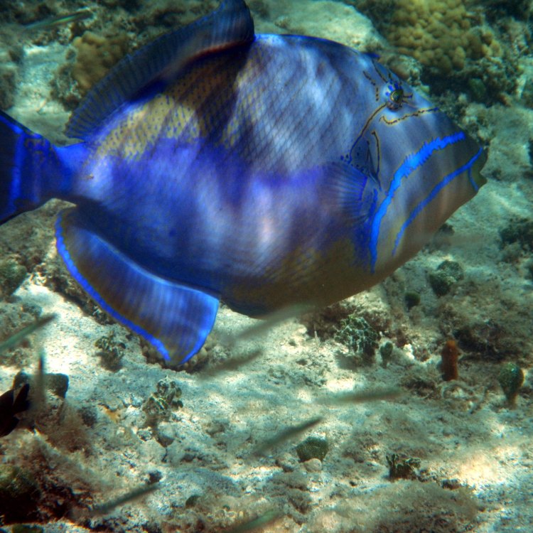 The Vibrant and Graceful Queen Triggerfish: A Magnificent Sight for Divers