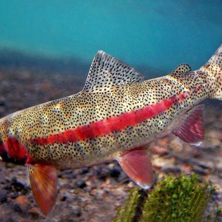 Pacific Trout: A Versatile and Fascinating Fish