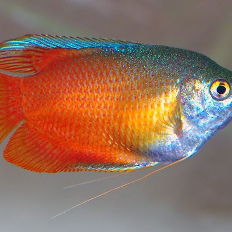 Discover the Mesmerizing World of the Combtail Gourami Fish