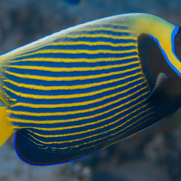 Unlocking the Mysteries of the Beautiful Emperor Angelfish: Facts, Behavior, and Habitat