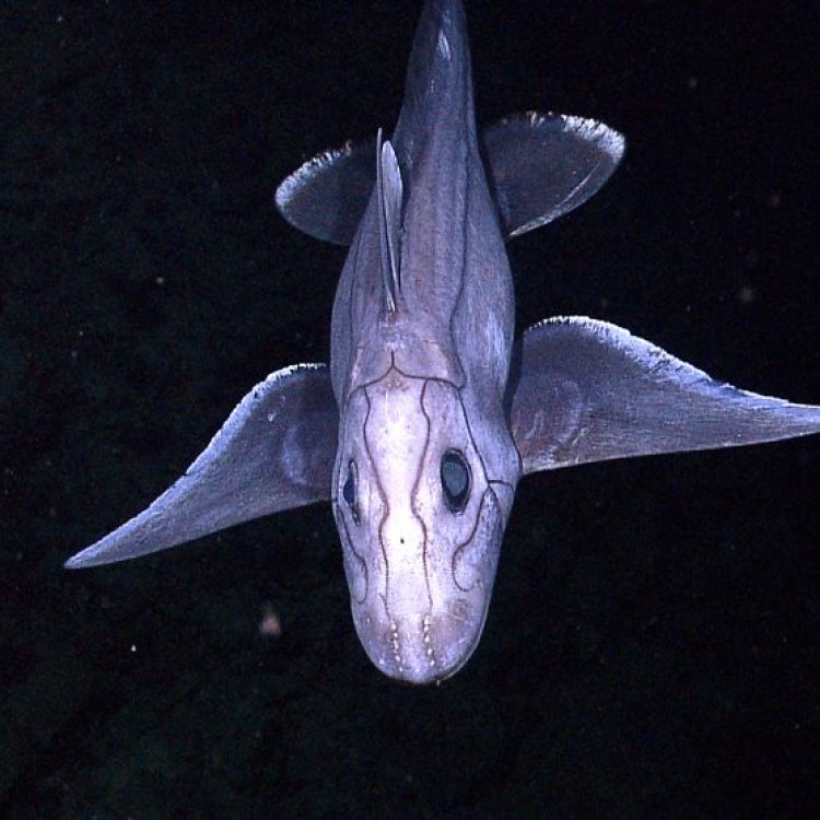The Enigmatic and Fascinating Plownose Chimaera: A Deep-Sea Wonder