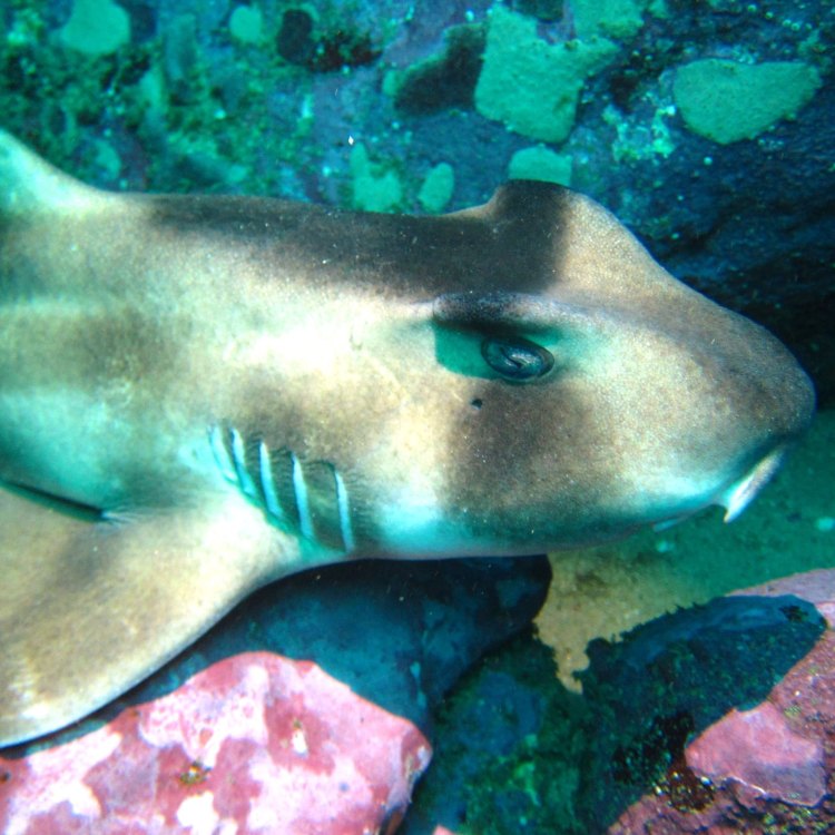 Discovering the Fascinating Port Jackson Shark: The Misunderstood Marine Predator of Australia
