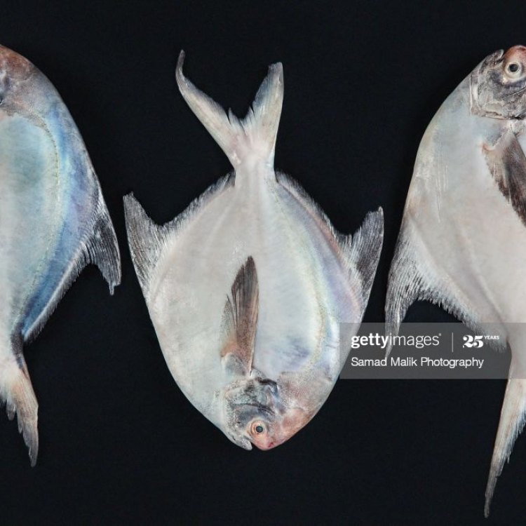 Discover the Fascinating World of the Bigscale Pomfret Fish