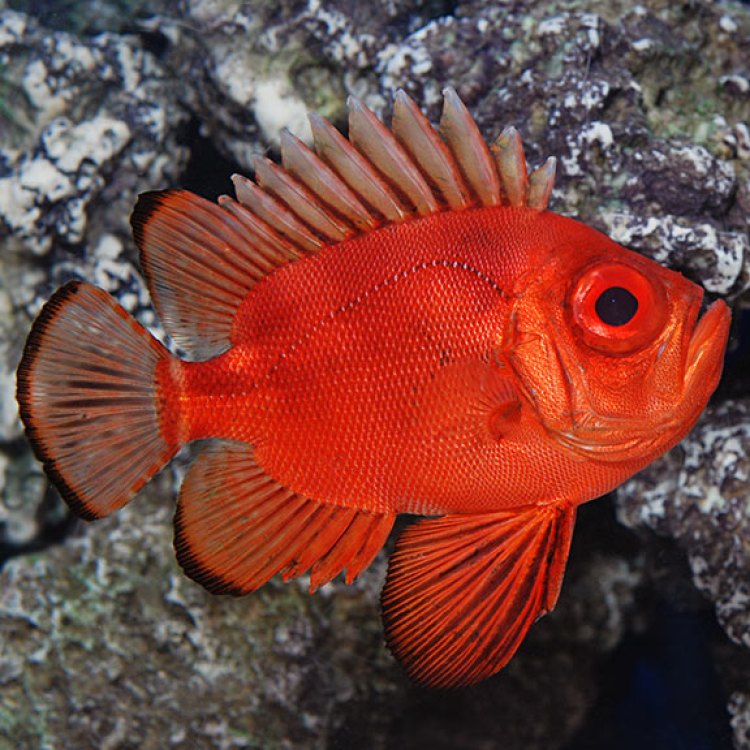 The Fascinating World of Soldierfish: Bright Red Ambush Predators of the Reef