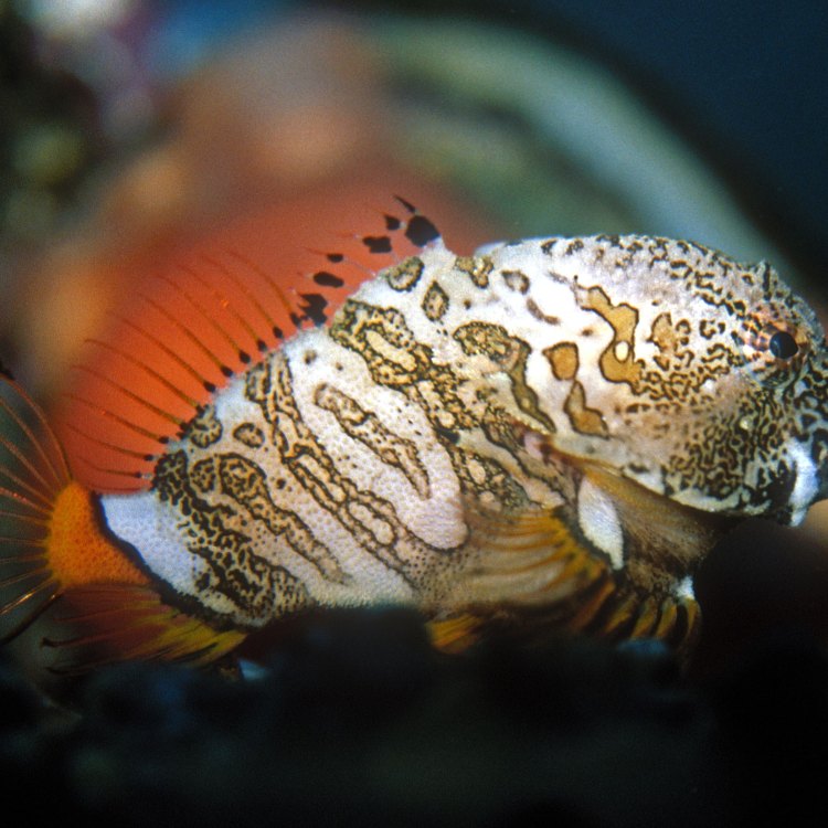 Discovering the Fascinating World of Grunt Sculpin: The Masters of Ambush Predation